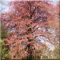 TG2109 : Copper beech (Fagus sylvatica f purpurea) by Evelyn Simak
