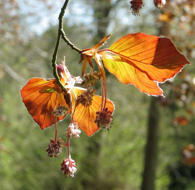 Copper beech (Fagus sylvatica f purpurea) - flowers