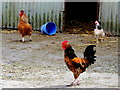 H3284 : Hens, Meaghy by Kenneth  Allen