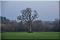 East Devon : Grassy Field