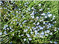 Forget-me-nots at the side of the A30