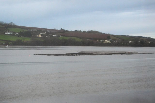 Mussel beds, River Teign