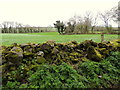 Mossy dry stone wall, Kilstrule