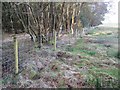NY0371 : New fencing on Lochar Moss near Dumfries by ian shiell
