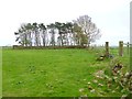 NZ1582 : Field and copse near West Edgington Farm by Oliver Dixon