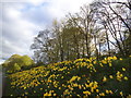 SE3750 : Daffodils on Park Road, Spofforth by David Howard