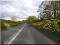 Park Road, Spofforth