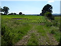 Field of maize, New Marton