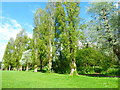 Avenue of trees in Ravenor Park