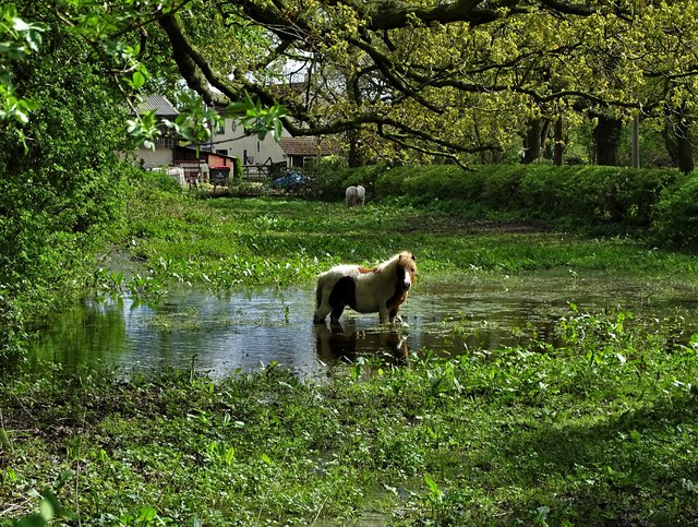 Pony in a Pond