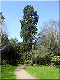 TQ1730 : Tree, Horsham Park by Robin Webster