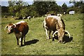 British Longhorn cattle in Abbey Meadow, 1987