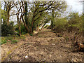 Recently cleaned ditch, Petridgewood Common