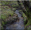 Small woodland stream