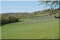 Vineyard at Daws Hill