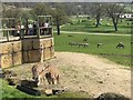 Giraffes and zebras at Longleat