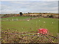 Sheep pastures on the west bank of Moneycarragh River