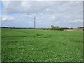 Autumn sown crop near Stotfold