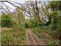 Track, Earlswood Common