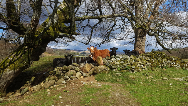 Cows near Lochan Ceann a' Choin