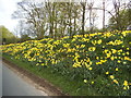 Daffodils on Park Road, Spofforth