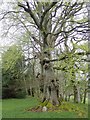 Gnarled beech tree, Pal? Hall