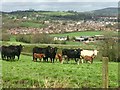 Cattle at Ty Uchaf