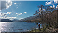 Tree on the shore of Loch Arkaig