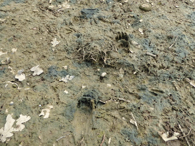Badger footprints in mud in a field near Long Meadowend