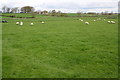 View over sheep pasture towards High Side Farm