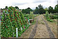 Track in Riding School Allotments