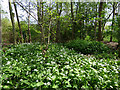 Greenwich Ecology Park - ramsons