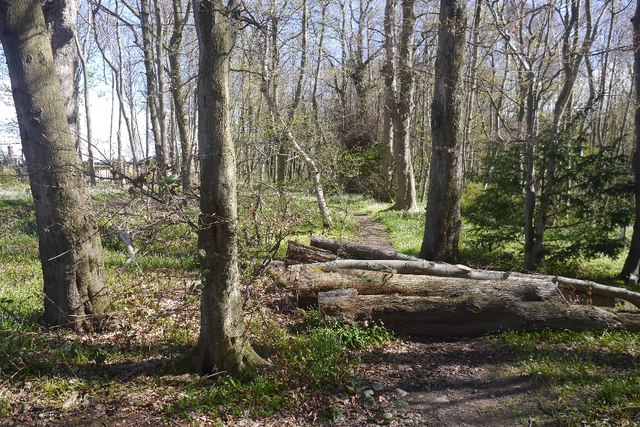 Blocked path, Dreghorn Wood © Richard Webb cc-by-sa/2.0 :: Geograph ...