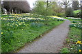 Daffodils in Burton Park