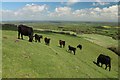 TQ4408 : Cows on Mount Caburn by Oast House Archive