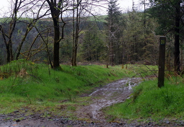 Crychan Forest - track and waymarker post 31