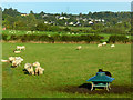 Sheep Grazing near Ballycarry