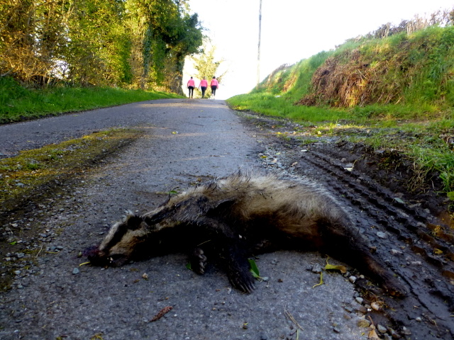 Dead badger, Dunwish © Kenneth Allen cc-by-sa/2.0 :: Geograph Ireland