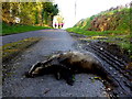 H4074 : Dead badger, Dunwish by Kenneth  Allen