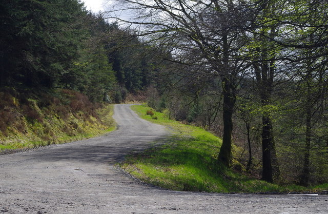 Forest track and junction, Crychan Forest