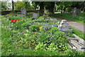 Bluebells in St Giles