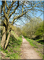 Old railway route north-west of Shotton Colliery