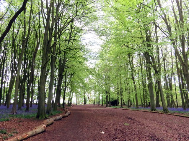 A path through the beech trees on Badbury Hill