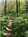 Noss Mayo: Bluebell wood