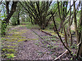 SD7807 : Overgrown Railway, Radcliffe North Junction by David Dixon