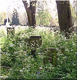 TG2008 : Gravestones in a sea of cow parsley by Evelyn Simak