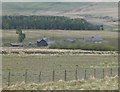 Lapwings in field at Stewart Shiels