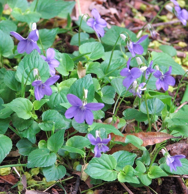 Image result for common violet flower