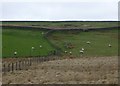 Fence and dry stone walls 