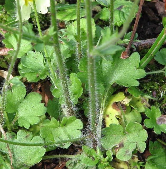 Meadow saxifrage (Saxifraga granulata) - leaves